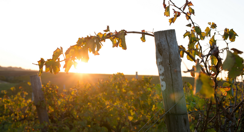 Dowie Doole Wines | Halliday Wine Companion